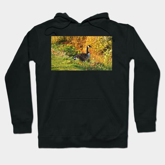 Canada Goose Walking Down A Hill Hoodie by BackyardBirder